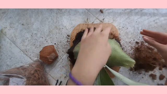 Platycerium смотреть онлайн