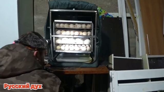 КАК ВЫЖИТЬ В ПАНДЕМИЮ. ИНКУБИРУЕМ ПТИЦУ В ДЕРЕВНИ СВОИМИ РУКАМИ. смотреть онлайн