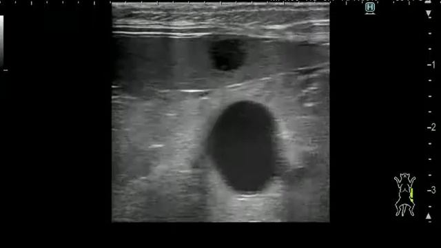 Spleen hematoma in a ferret by echo/ultrasound（フェレットの脾臓の血腫エコー） смотреть онлайн
