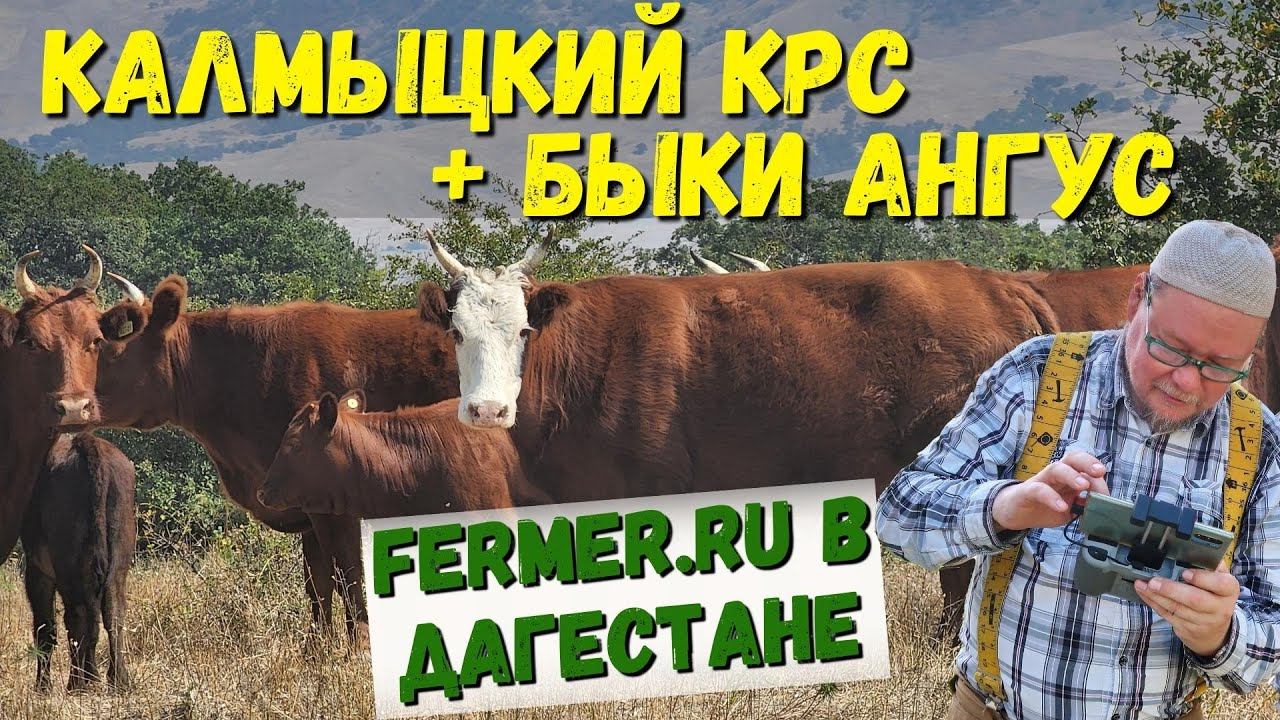 Мясной скот компании Аскор. Зачем нужен КРС компании которая разрабатывает и производит премиксы?
