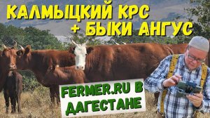 Мясной скот компании Аскор. Зачем нужен КРС компании которая разрабатывает и производит премиксы?