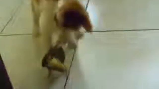 Первое знакомство кота с попугаем смотреть онлайн