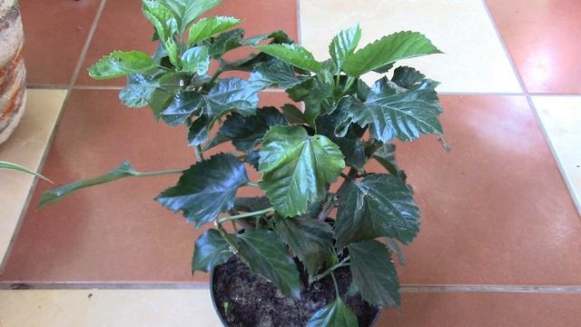 ГИБИСКУС. ДОЛГОЖДАННОЕ РАСТЕНИЕ ОКАЗАЛОСЬ БОЛЬНЫМ! СРОЧНО ЛЕЧИТЬ! смотреть онлайн