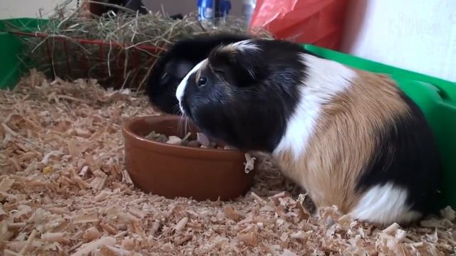 ФАКТЫ О КАРИЕСЕ , которых вы не знали. Естественное лечение зубов. Как не ходить к стоматологам смотреть онлайн