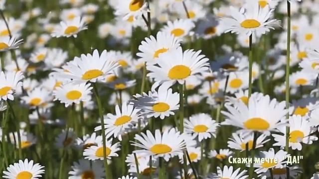 Поэзия – как состояние души. Эдуард Асадов - Дорожите счастьем. смотреть онлайн