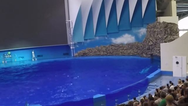 Океанариум #5. Дельфинарий. Как поют дельфины. смотреть онлайн