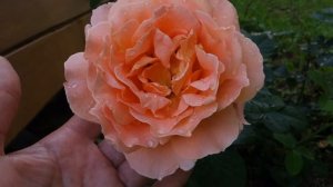 роза Полька