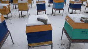ПРАВИЛЬНАЯ ЗИМОВКА В УЛЬЯХ ППУ и ППС ВЛАГИ НЕТ