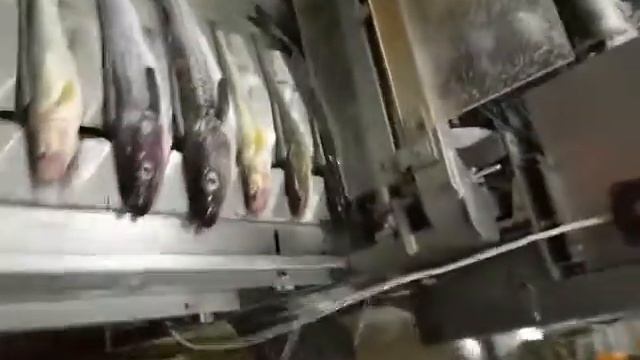 Работа компактной линии по переработке рыбы Н3-ИРФ-2А в цехе смотреть онлайн