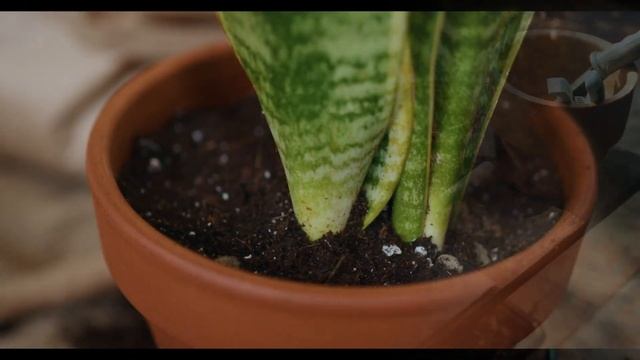 Горшки для кактусов. Какой горшок лучше выбрать? Уход за кактусом. смотреть онлайн