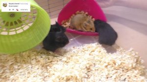 Куда ИСЧЕЗАЮТ Хомячата? / Сколько Осталось Хомячат? / Alisa Easy Pets