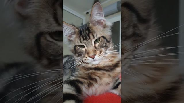 котёнок мейн-кун из питомника Страна Гулливеров смотреть онлайн