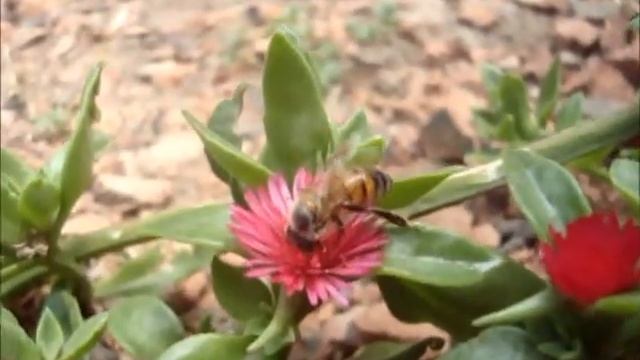 Apis mellifera in Aptenia cordifolia смотреть онлайн