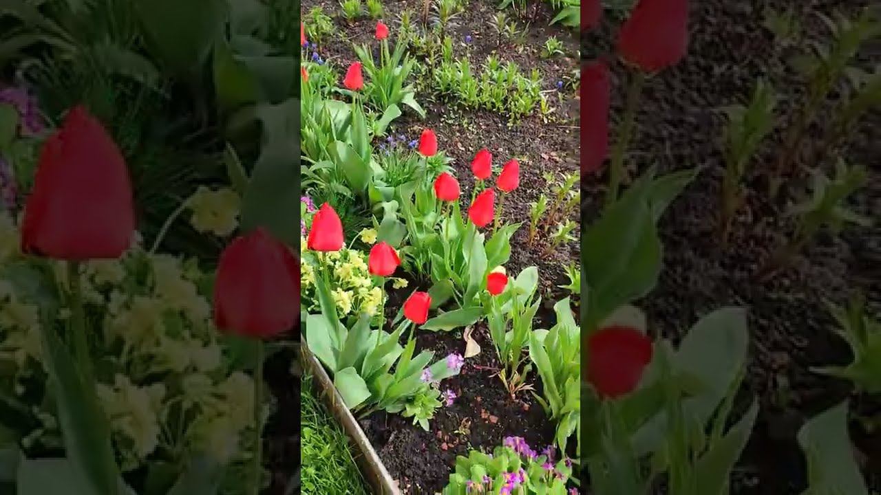 Весна в палисаднике #shorts смотреть онлайн