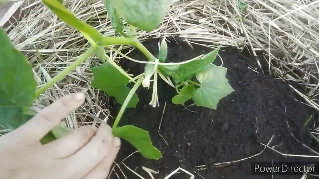 Будете собирать огурцы ведрами раньше срока / Одна ложка под Огурцы и Огурцы завалят вас урожаем! смотреть онлайн