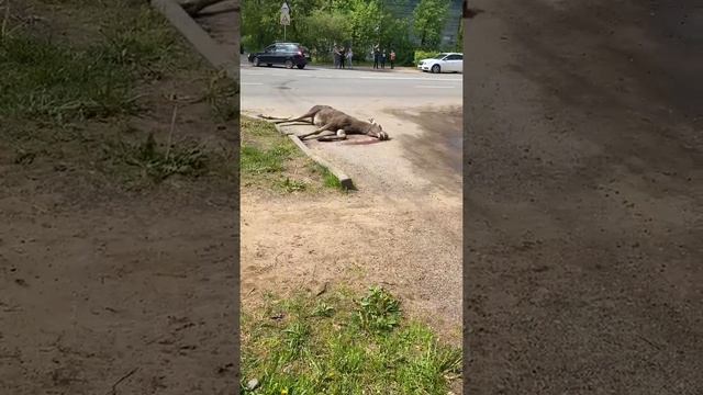 лось Тверь Пролетарский район Первомайка смотреть онлайн