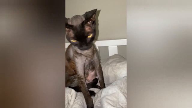 Он такой чёрный.Сборник видео с Эмилем(Не все!) смотреть онлайн