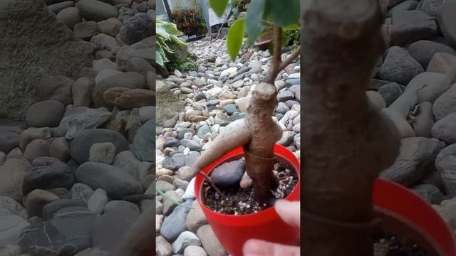 Фикус Микрокарпа Гинсенг/ Ficus Microcarpa Ginseng смотреть онлайн