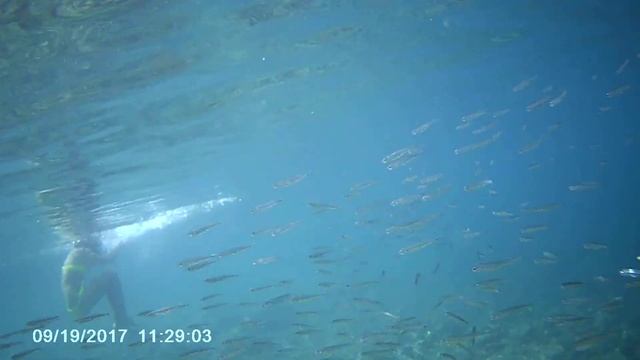 В поисках Немо 2