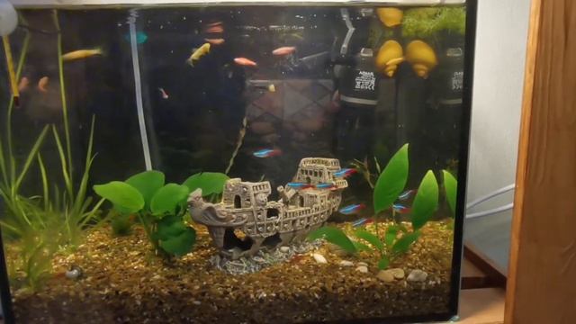 Неоны и Данио-рерио. Креветки Вишня, совместимость смотреть онлайн