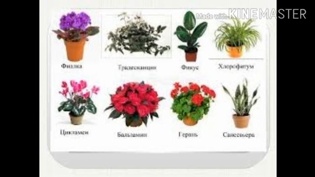 Ознакомление с окружающим "Путешествие в мир цветов". смотреть онлайн