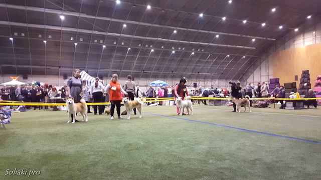 АКИТА-ИНУ. Выставка Планета собак 2016 (LKBA CACIB) смотреть онлайн