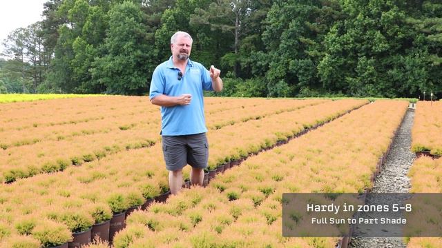 Fire Chief™ Arborvitae - Thuja Occidentalis 'Fire Chief'™