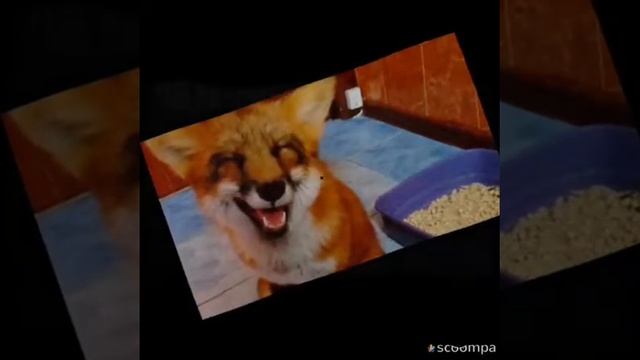 Презентация про лису? смотреть онлайн