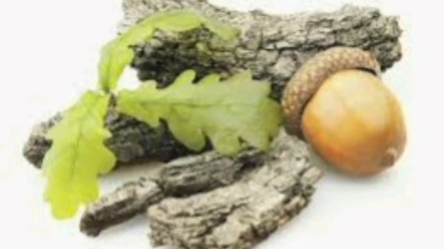 Эман пустлоги (кара дуба) фойдали хусусиятлари Eman Po'stlog'i (qora Duba)  Foydali Hususiyatlari