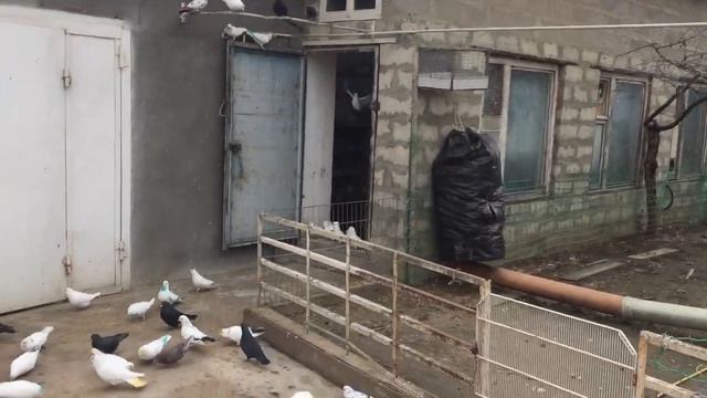 #Pigeons.Как отучить голубей нести яйца на полу. смотреть онлайн