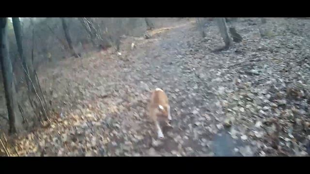 ПРИ КАКОЙ ТЕМПЕРАТУРЕ АМСТАФФ НАЧИНАЕТ ЗАМЕРЗАТЬ смотреть онлайн