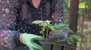 Размножаем малину корневыми черенками. Как увеличить урожай малины? Раскрываем все секреты!