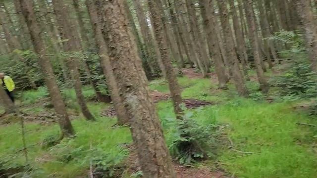 НОРВЕГИЯ. СТАВАНГЕР. ПЕРВЫЕ ГРИБЫ В СЕЗОНЕ смотреть онлайн