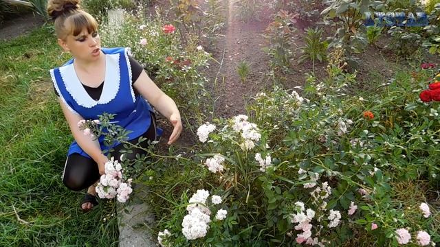 Почвопокровная РОЗА посадка выращивание уход размножение цветение полив. Rosa Groundcover. смотреть онлайн