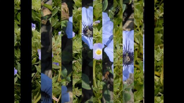 НОЛАНА  (NOLANA)  сем. Нолановые