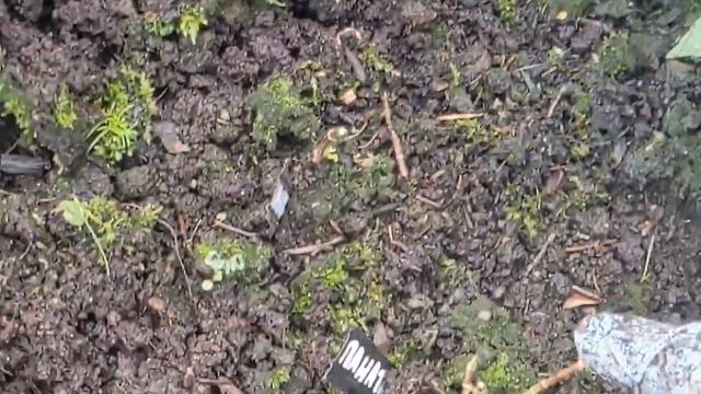 Как ухаживать за гортензиями