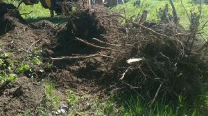 Работа трактора по расчистке участка от деревьев. Корчевание пней.