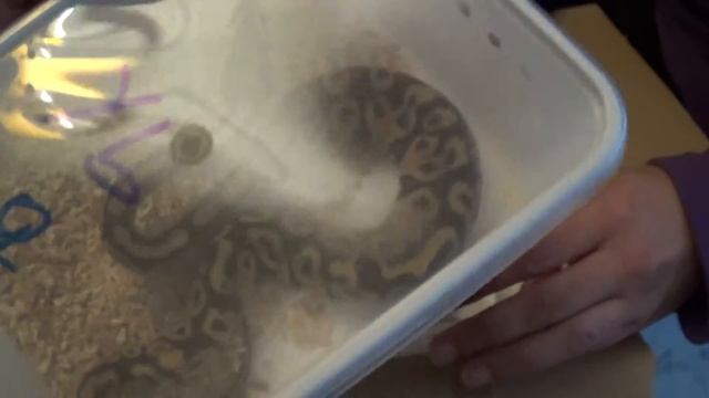 unboxing ball python new project y perro espia XD смотреть онлайн