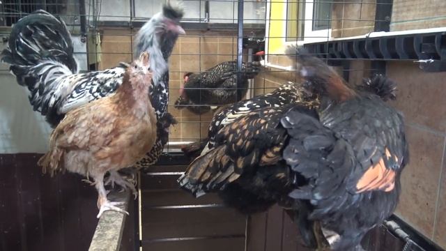 Павловские куры. Зимнее содержание. Наш опыт.