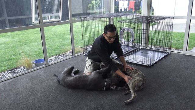 Dog False pregnancy / phantom pregnancy смотреть онлайн