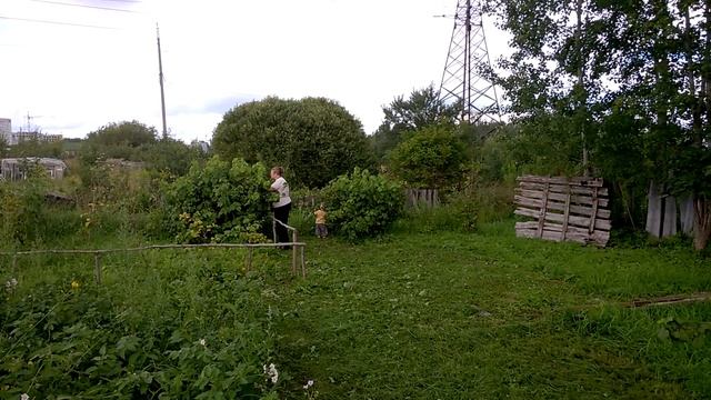 Недоношенный малыш 2,5 года.Сбор черной смородины смотреть онлайн