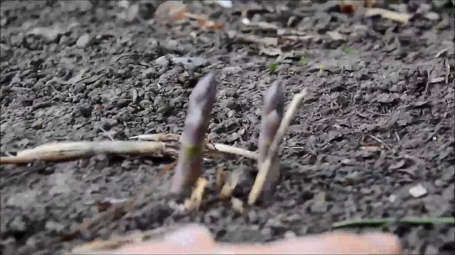 2016 Garden Week 1 - Updates And Asparagus