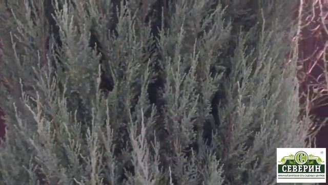 Хвойные растения после зимы. Гуляем по саду. смотреть онлайн