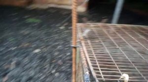 Клетка для ловли фазана! часть 2.