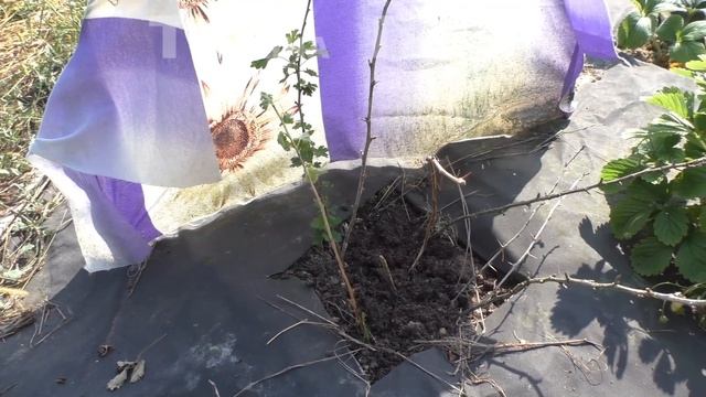 #Крыжовник из черенка и смородина из черенка. 10 августа смотреть онлайн