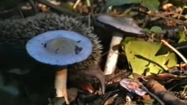 Riccio (Erinaceus europaeus) - European Hedgehog смотреть онлайн