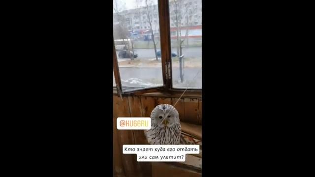 К уральцу на балкон залетела белая сова смотреть онлайн