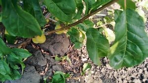 Уральская золотистая слива