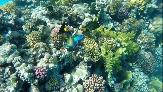 Шансон христианский New ! 2020 Christian Shanson смотреть онлайн