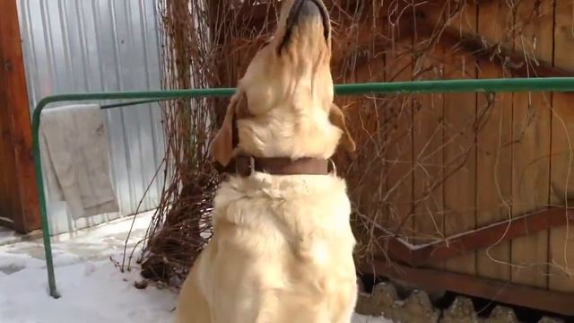 Tag: ^Знакомство^ DogBlog смотреть онлайн